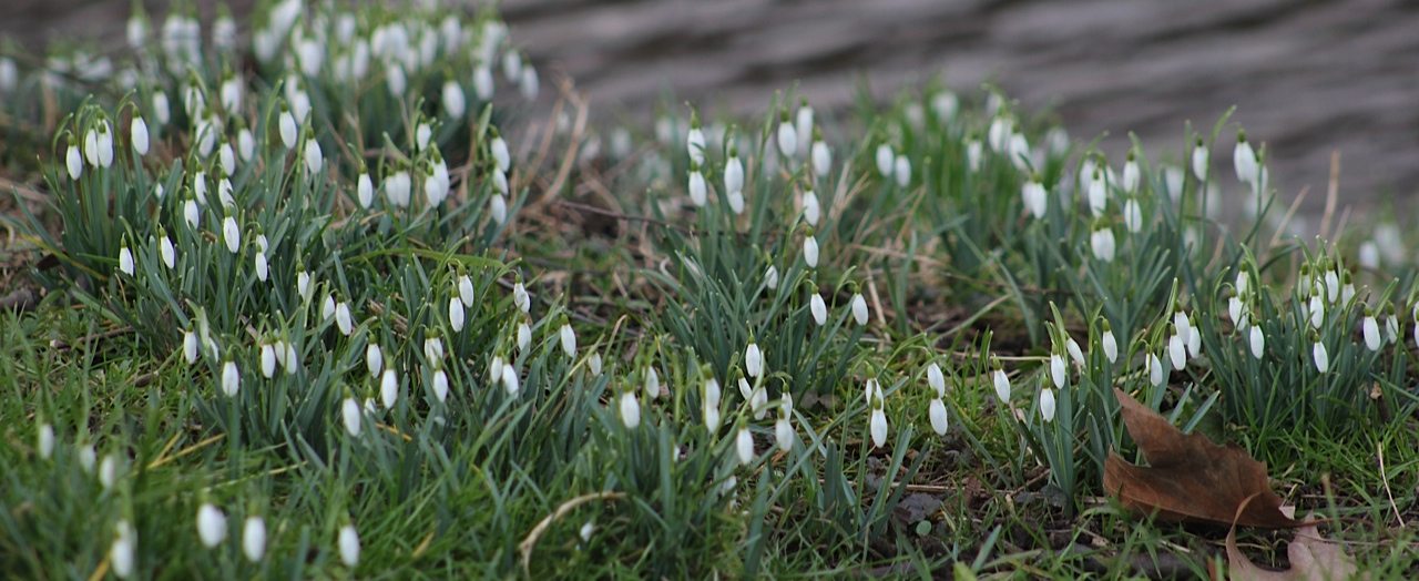 Garden Preparation Spring