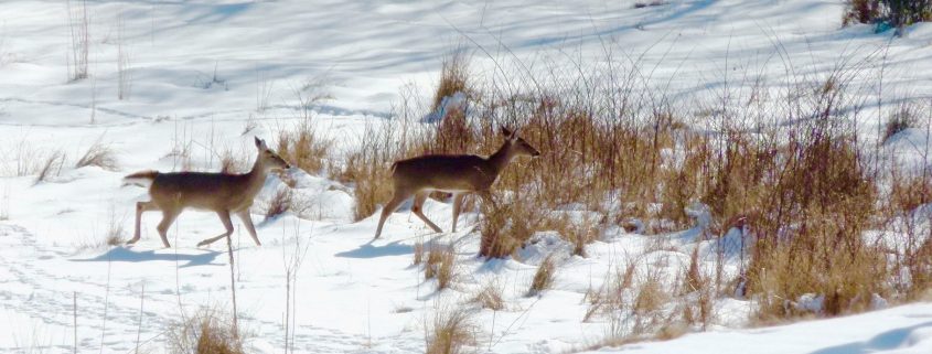 Fantastic Winter Shots Photography