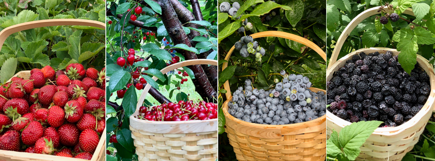 Fruit picking for homemade jam and jellies
